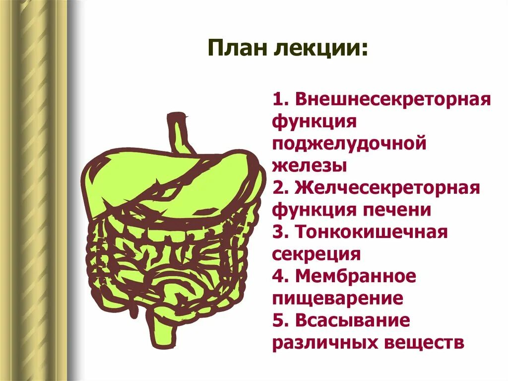 Функции печени и поджелудочной железы. Функции печени в пищеварении. Всасывание роль печени. Пищеварению лекции план.