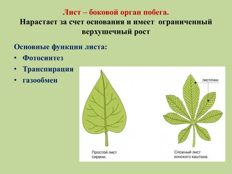 Функции листьев. Лист боковой орган побега. лист боковой орган растения. функции листа. лист строение и функции.