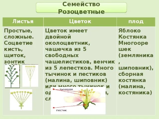 Тип цветка розоцветных. Тип цветка розоцветных