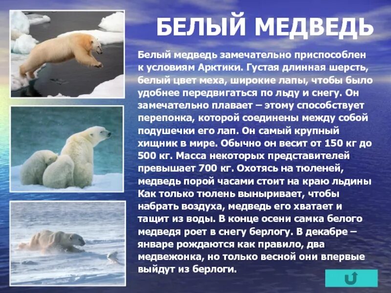 Определите животных арктических пустынь. Информация о белом медведе. Сообщение о белом медведе. Рассказ о белом медведе. Доклад про белого медведя.