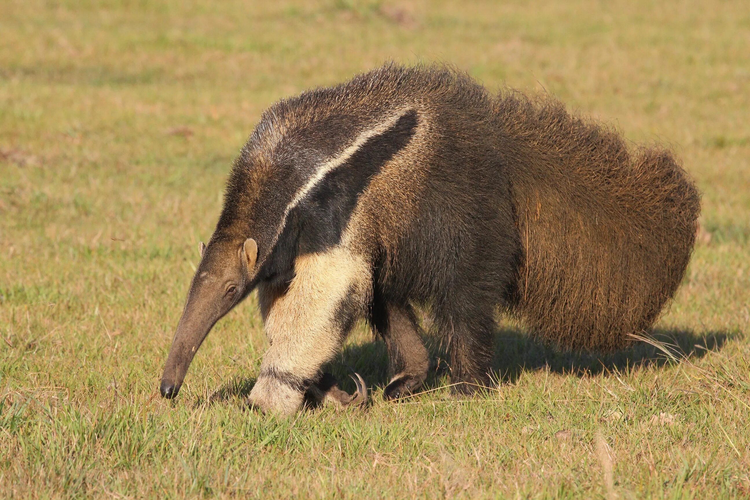 Крупное животное 6 букв. Капибара и морская свинка. Крупное животное 6 букв. Пеликан кусает капибару. Крупное животное 6 букв.