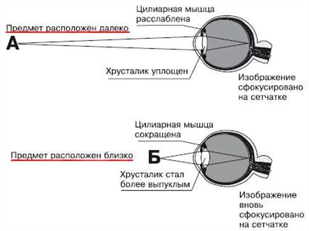 Фокусировка лучей света на внутренней поверхности глазного. Схема аккомодации хрусталика. Схема преломления лучей хрусталиком. Схема преломления лучей хрусталиком глаза. Схема преломления лучей света хрусталиком.