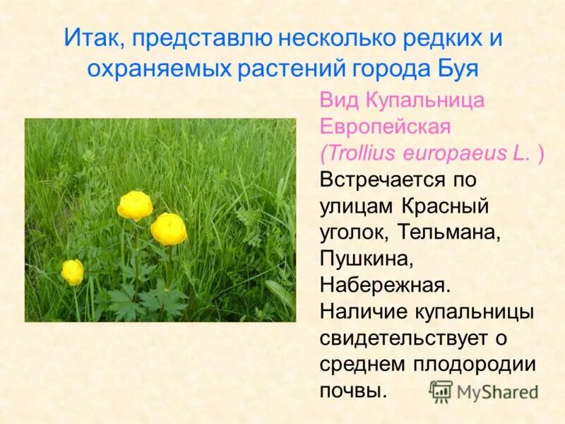 Купальница европейская красная книга Удмуртии. Купальница европейская род вид.