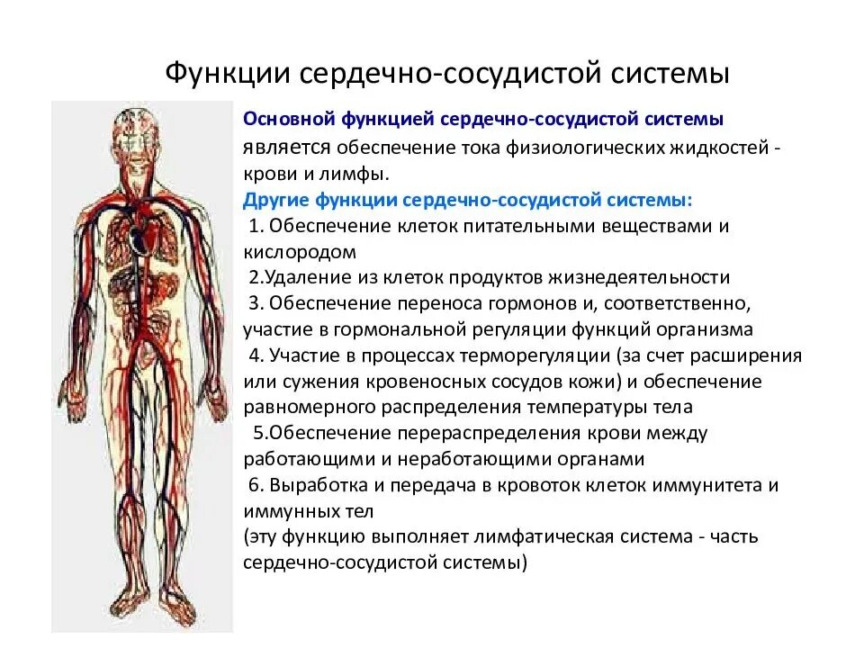 Строение и функции сердечно-сосудистой системы. Кровеносная система функции кратко. Строение сердечной системы человека. Схема кровеносной системы человека строение и функции. Основные функции кровообращения