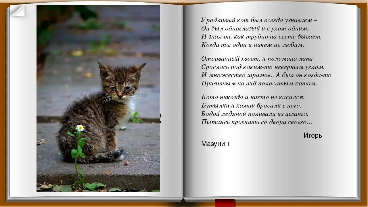 Как есть животное кошка. Стих про кота. Стихотворение про бездомного котенка. Стихи о котах. Стих я кот.