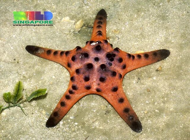 Звезда протореастер шоколадная,м/ Protoreaster nodosus m. Морские звезды на Фукуоке фото. Protoreaster nodosus. Starfish Spines.