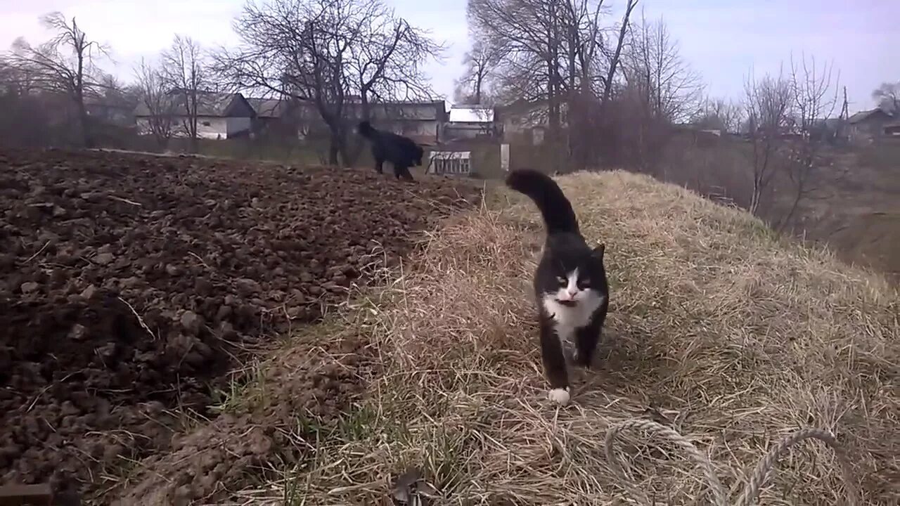 Как охраняют кошек