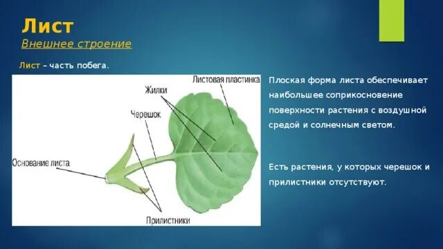 Описание листа пеларгонии. Описание листа пеларгонии