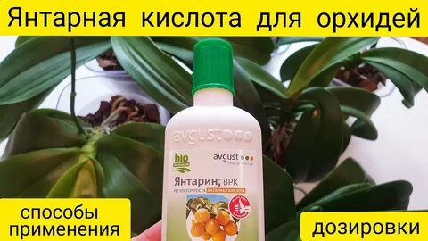 Можно подкормить цветы янтарной кислотой
