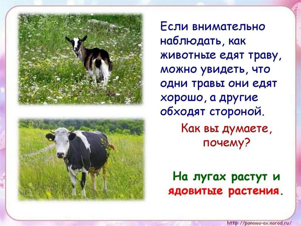 Почему животные едят траву. Почему крупные животные не живут на лугу. Какое животное не ест траву. Чем питается корова кроме травы. Тщательно наблюдал