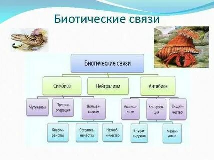 Биотические связи уровень организации