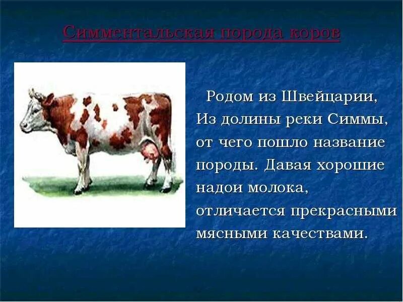 Корова для презентации. Корова описание. Сообщение о корове. Домашнее животное корова доклад. Корова доклад 3 класс окружающий