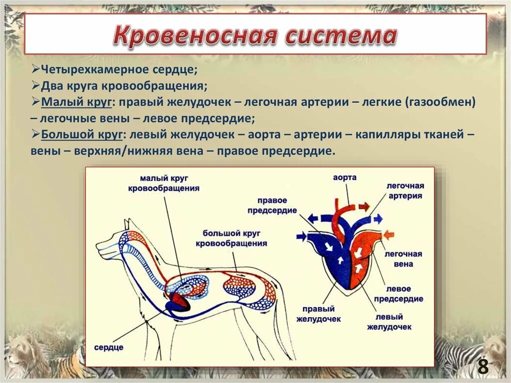 Характерные особенности органов кровообращения млекопитающих. Кровеносная система. Кровеносносная система. Кровеносная система млекопитающих. Кровеносная система млекопитающих схема.