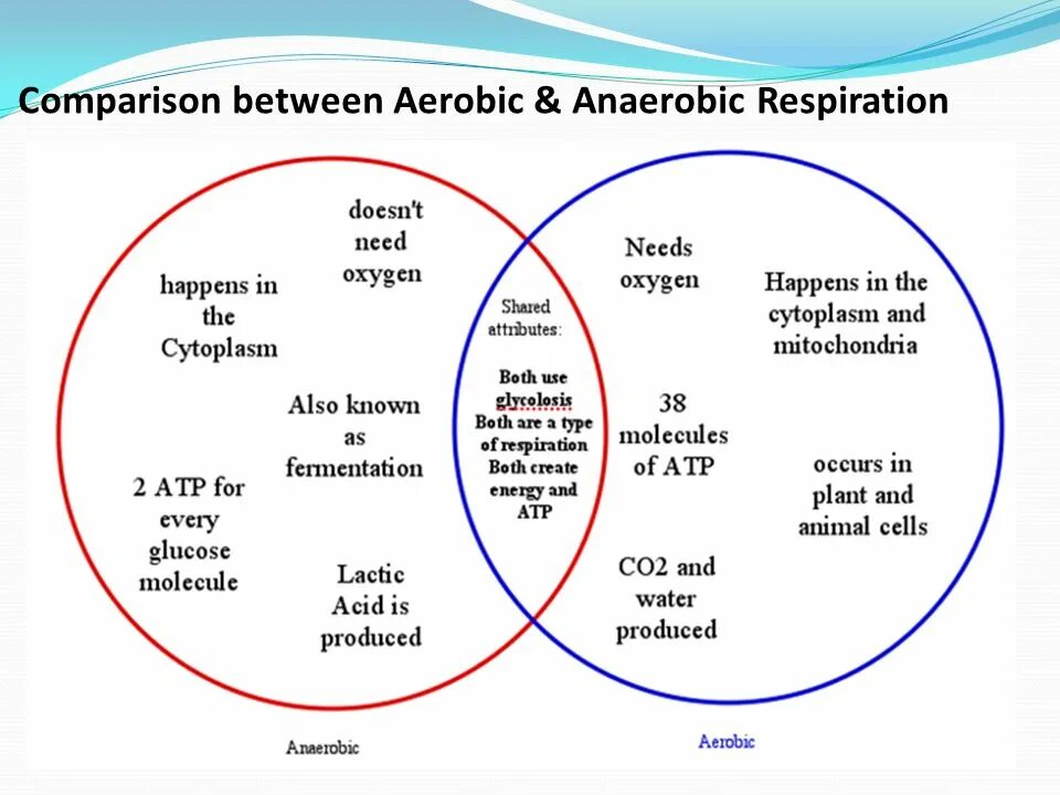And are similar in many. Anaerobic respiration. aerobic and anaerobic. types of respiration aerobic and anaerobic respiration. aerobic respiration in bacteria.