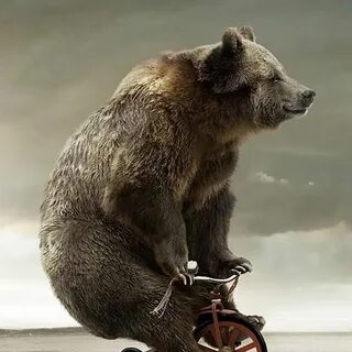 Медведь на велосипеде