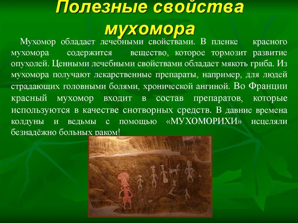 Чем полезны шампиньоны. Какими свойствами обладают грибы. Трутовик косотрубчатый (чага). Целебные свойства мухомора. Харе характеристика белого гриба.