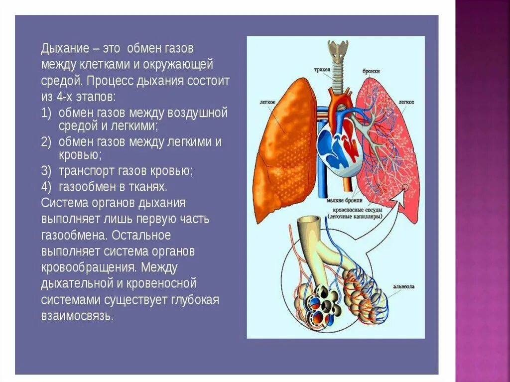 Физиология органов дыхательной системы. Воздухоносные пути человека. Место газообмена между легкими и кровью. Патанатомия дыхательной системы. Обмен газов между легкими