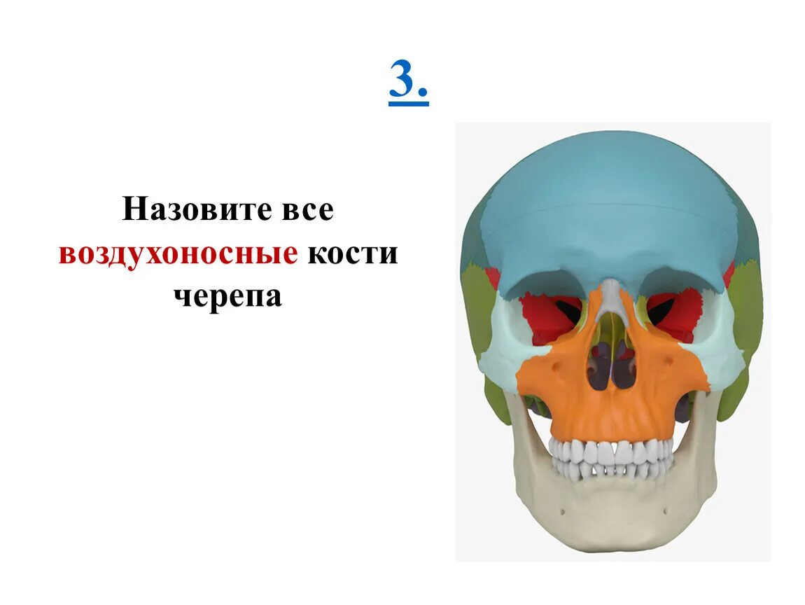 Полости в костях черепа. Воздухоносные кости черепа. Перечислите воздухоносные кости черепа. Воздухоносная кость мозгового черепа:. Воздухоносные пазухи костей черепа.