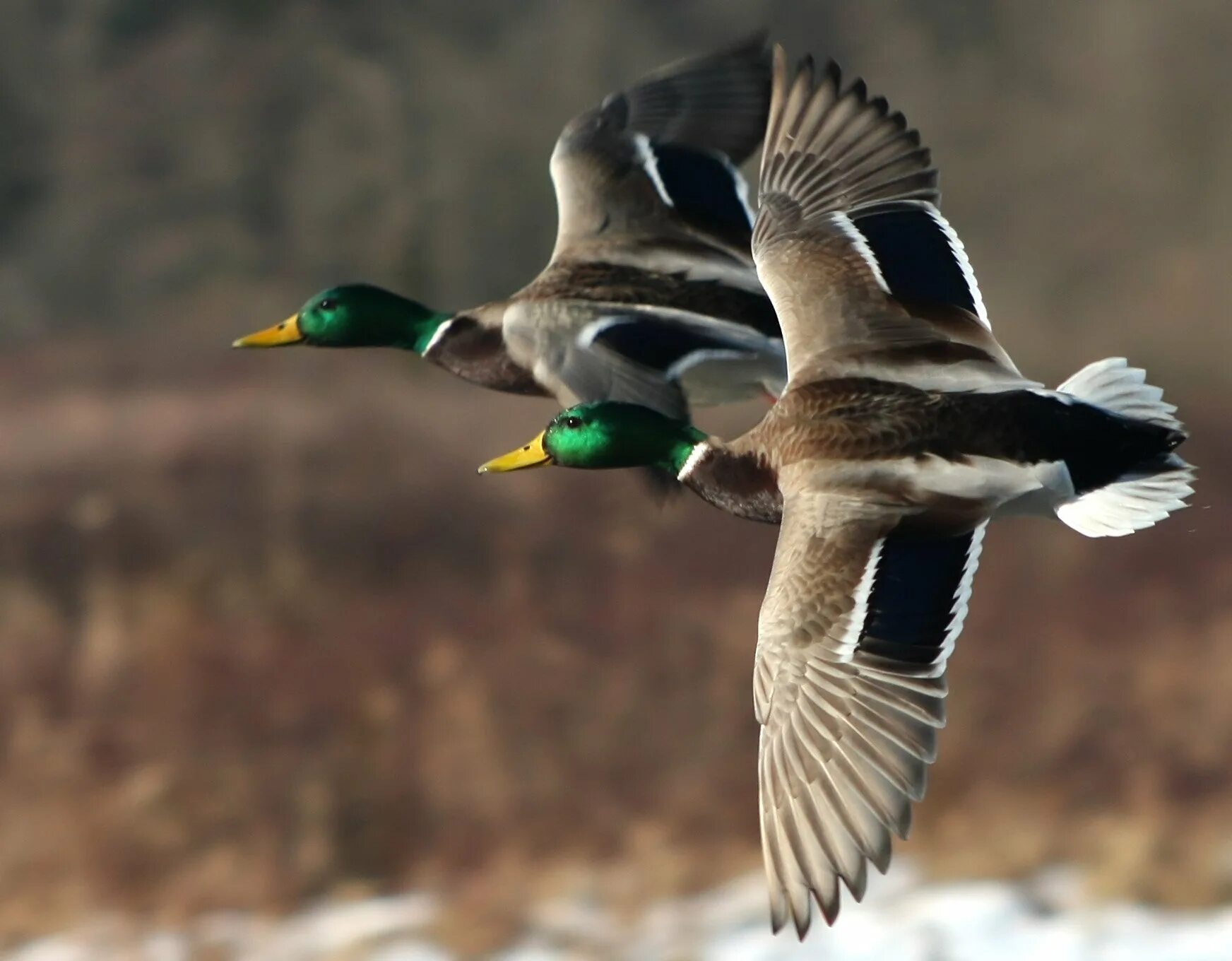 Утка кряква полет. Утки в полете. Кряква речные утки. Селезень в полете. Утка в полете.