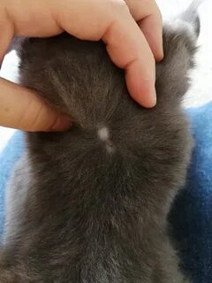 Кот после клеща