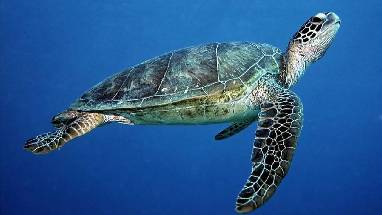 К какой группе относятся морские черепахи. Зеленая (суповая морская черепаха). Зелёная черепаха Chelonia mydas. Морская черепаха сбоку. Кожистая зеленая суповая черепахи.