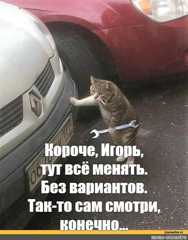 Чини кота