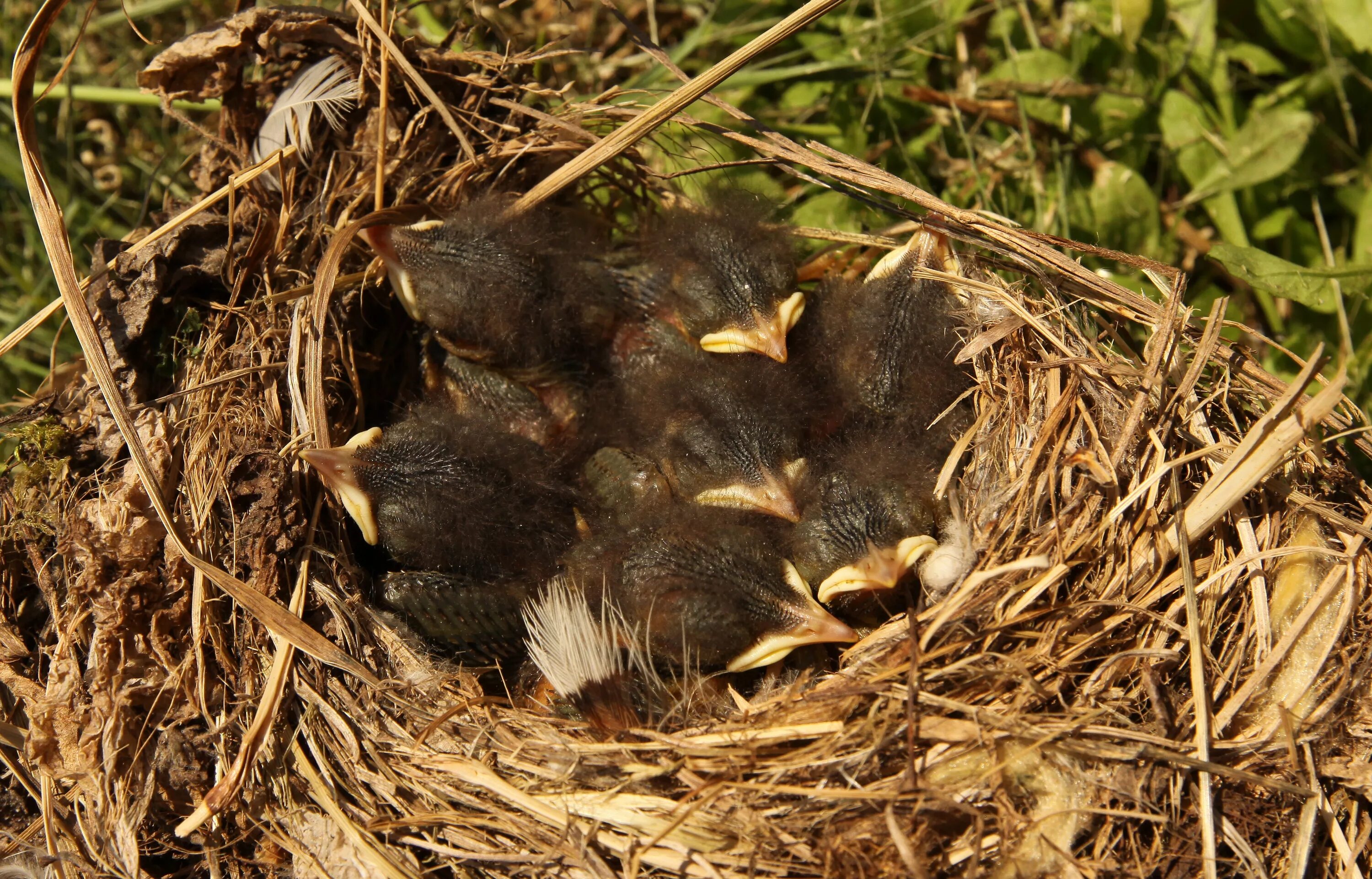Птенцы дроздов желторотики. Месяц птенцов. Кукушонок желторотый. Гнездовой птенец воробья. Зяблик гульда птенец.