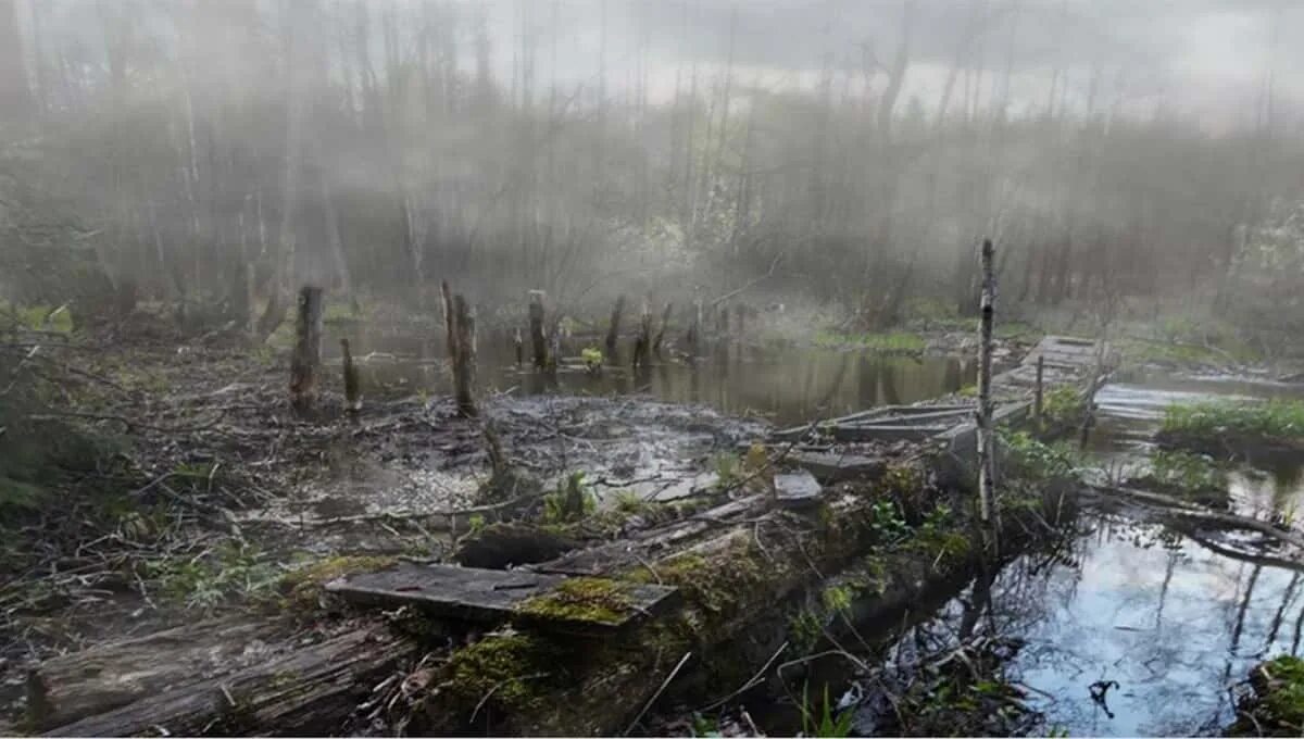 Пруды заболоченность псковского района. Болота икша. Здесь среди болот поросших богатой растительностью и глухих. Текст здесь среди болот поросших. Болот санзуев.