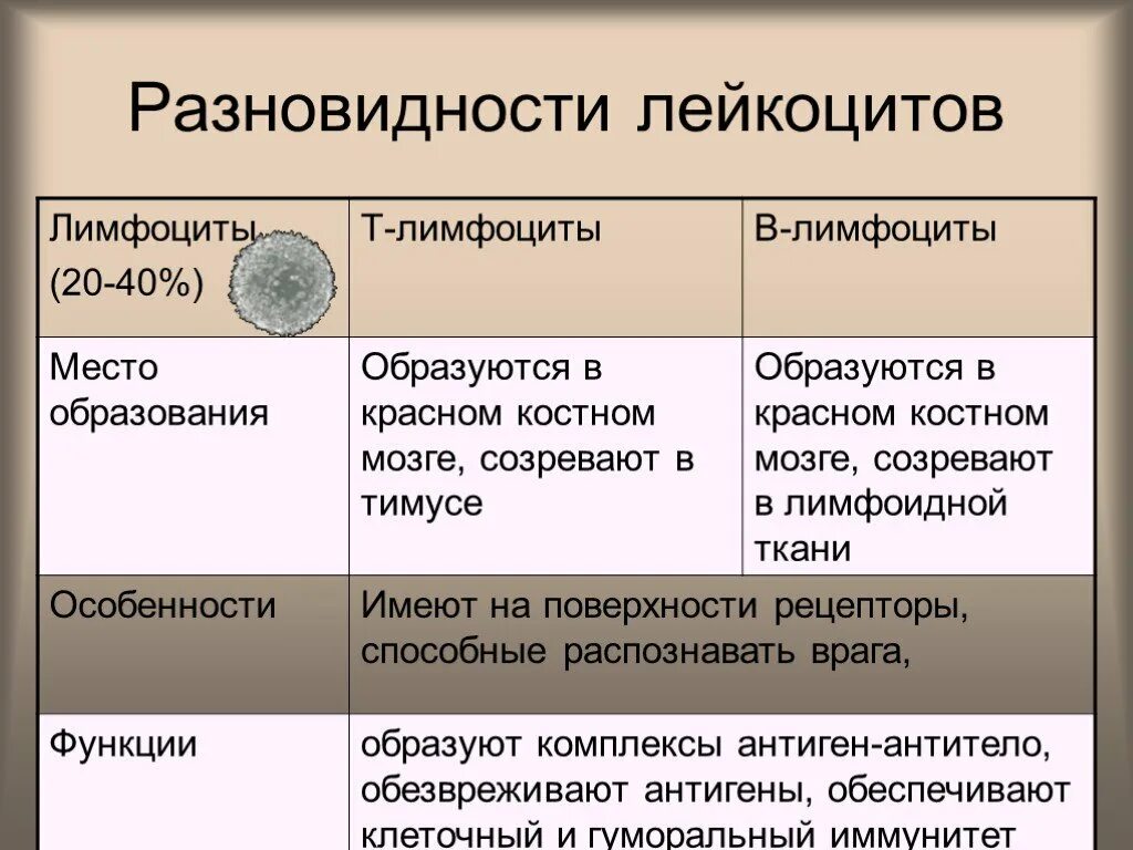 Место разрушения лейкоцитов. Лимфоциты характеристика биология 8 класс. Место созревания лейкоцитов. Лимфоциты классификация строение функции. Т лимфоциты образуются в