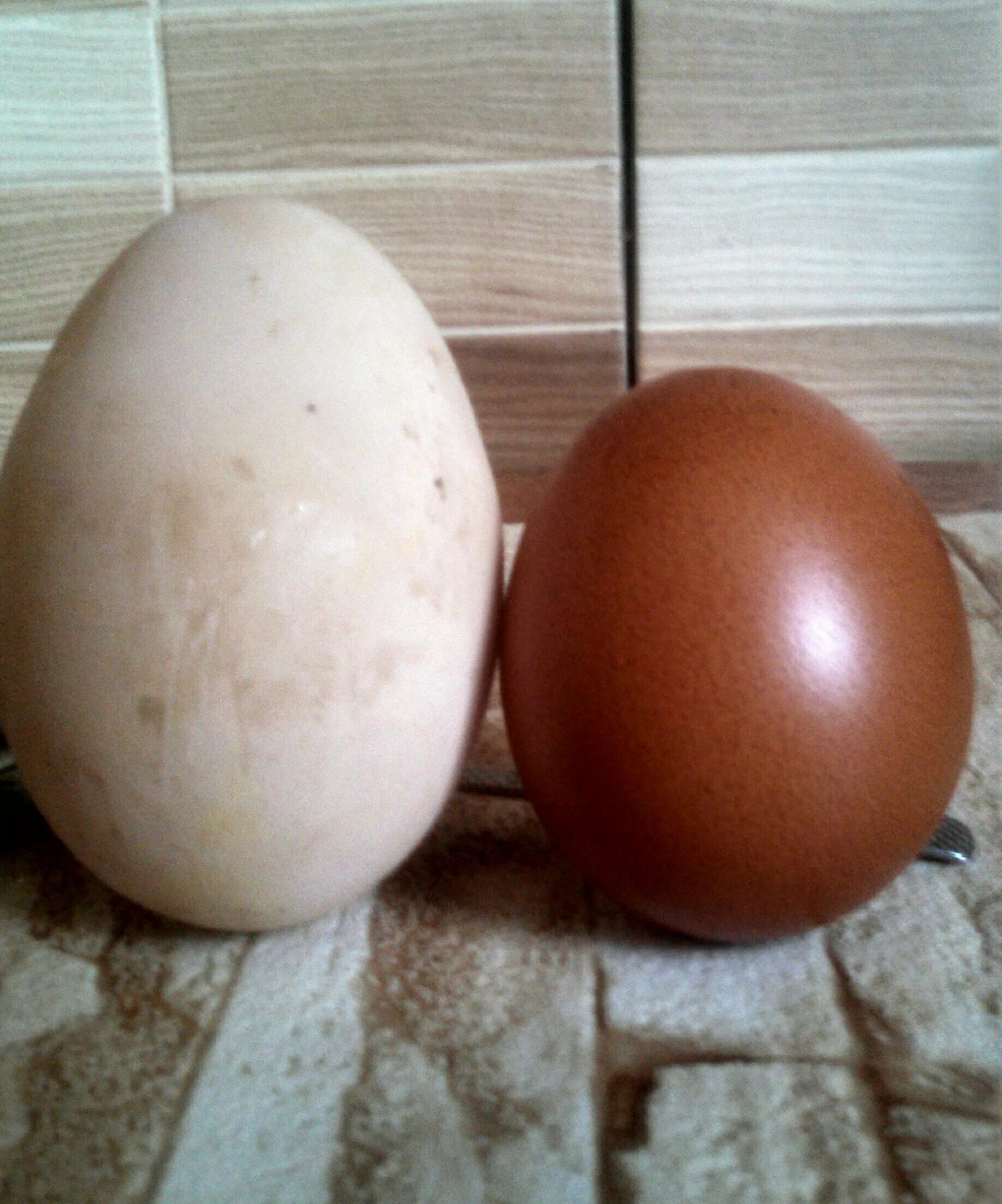Курицы голошейки яйца. Редбро яйцо. Яйцо голошейки. Цвет яйца голошеек. Яйцо бро