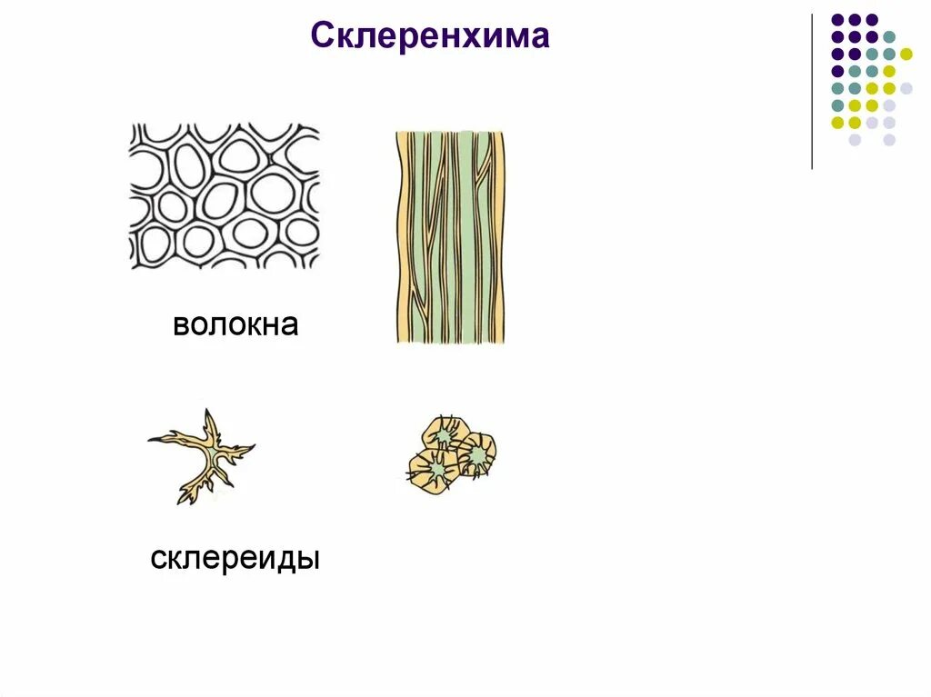 Выполняемые функции механической ткани растений. Механическая ткань растений склеренхима волокна. Склеренхима волокна и склереиды. Склеренхима ткани растений. Механическая ткань склеренхима функции.