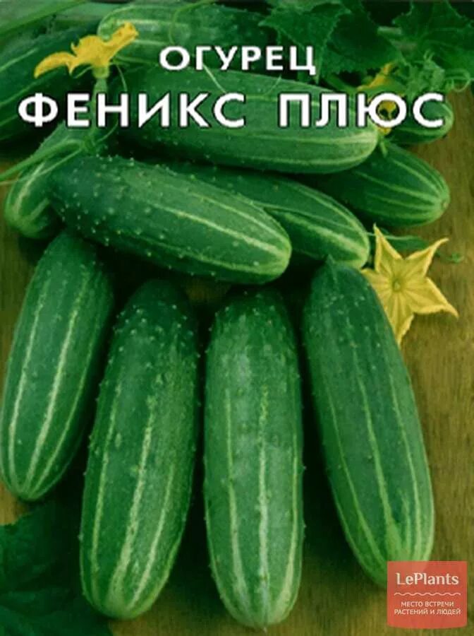 Огурцы сорт феникс. Огурец феникс плюс описание отзывы. Огурец феникс плюс описание отзывы. Семена огурцов феникс. Огурец феникс f1 30шт.
