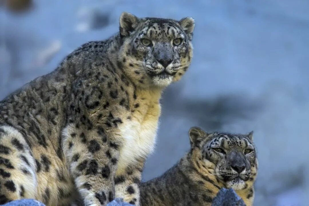 П барсов