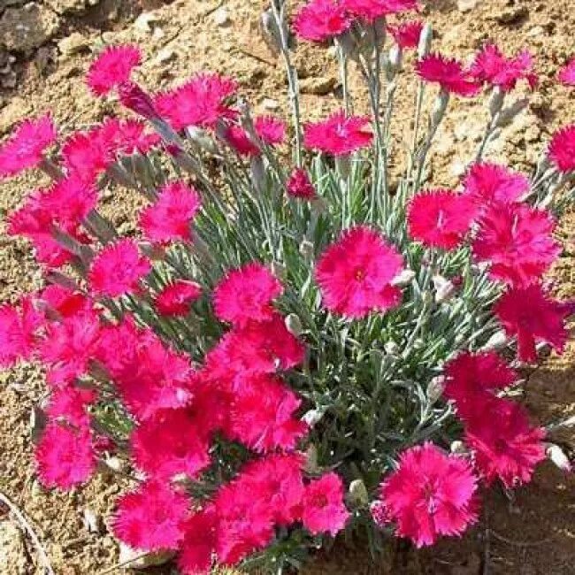 Саженцы гвоздики. Гвоздика серовато-голубая (Dianthus gratianopolitanus. Гвоздика серовато-голубая Badenia. Гвоздика гратианополитанская Rubin. Гвоздика Альпийская Рубин.