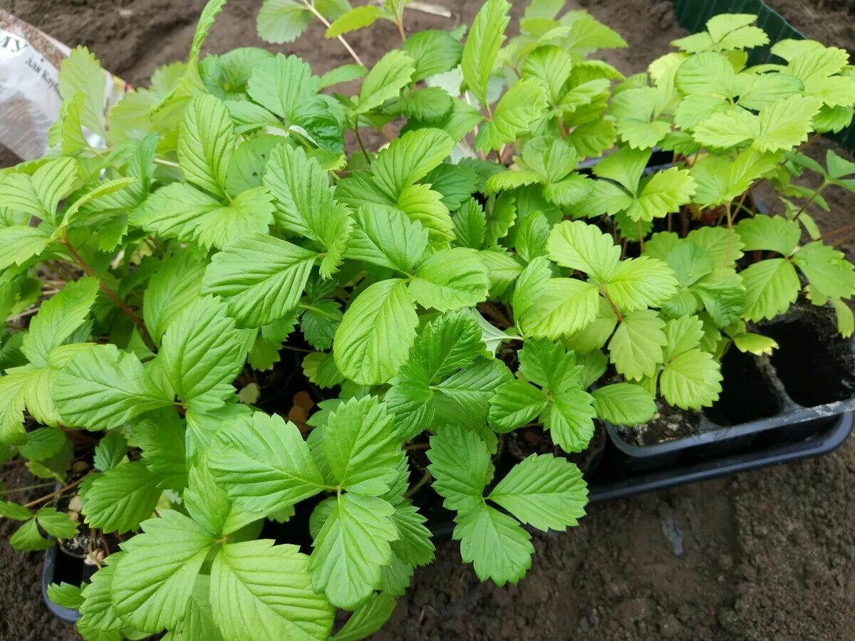 Клубника ремонтантная рассада. Клубника рассада. Клубника рассада. Рассада клубники копанка. Рассада земляники садовой.