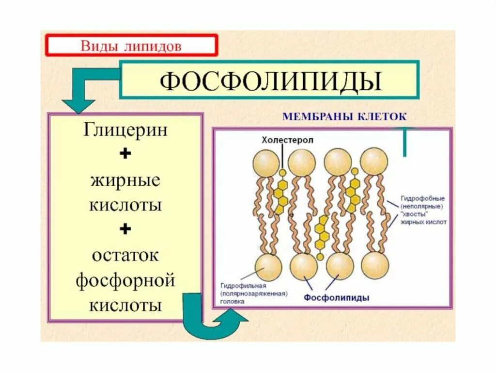 Строение липидов. Строение фосфолипидов. Фосфолипиды строение и функции. Строение фосфолипида