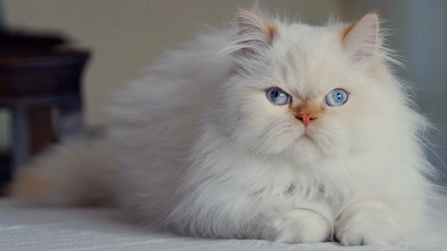 Что такое перс. Персидская кошка. Персидская шиншилла. Персидская кошка белая. Персидская шиншилла кошка.