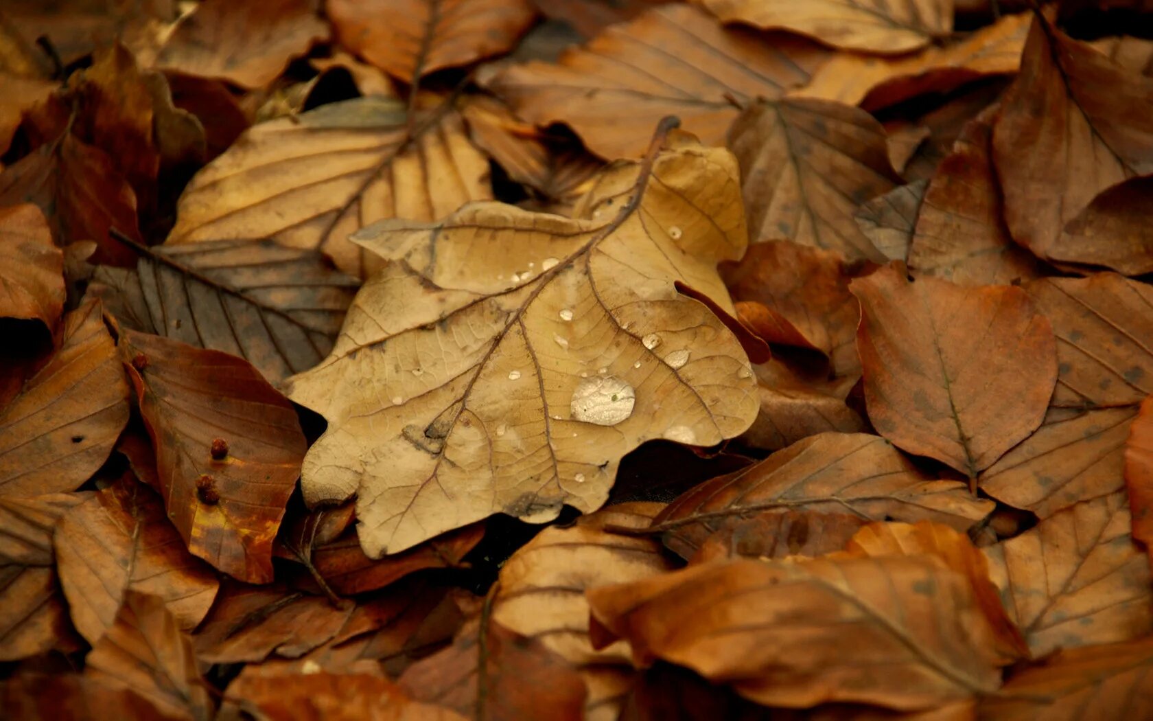 Опавший лист 7. Осенние листья диджитал. осень страница. fallen leaves. опавшие листья кинолента.