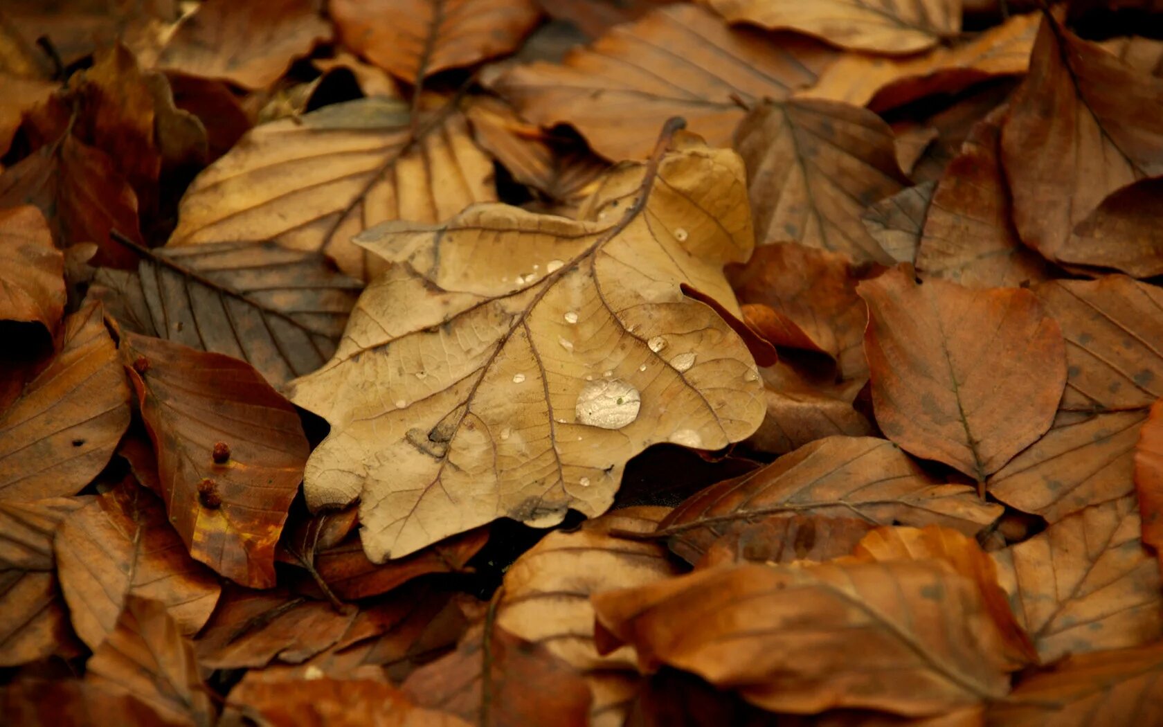 Опавшие листья книга. Осенние листья диджитал. Осень страница. Fallen leaves. Опавшие листья кинолента.