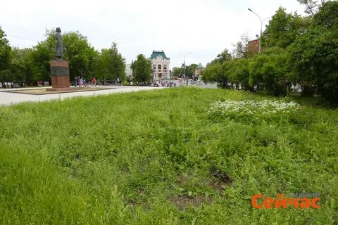 Травы нижний новгород