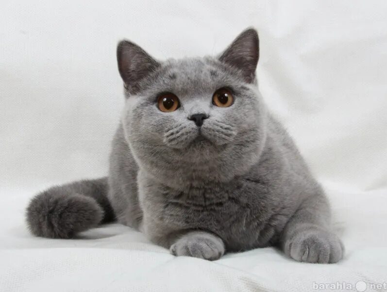 Голубой британец кот. Британская короткошёрстная british shorthair. Британка за 7 дней. Британская коротко шерстая 1920x1280. Британская короткошёрстная кошка.