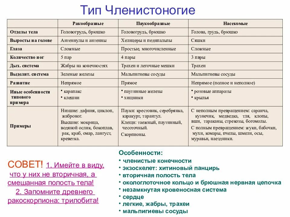 Таблица тип членистоногие. Членистоногие характеристика. членистоногие таблица егэ. общая характеристика членистоногих егэ. тип членистоногие 7 класс биология.