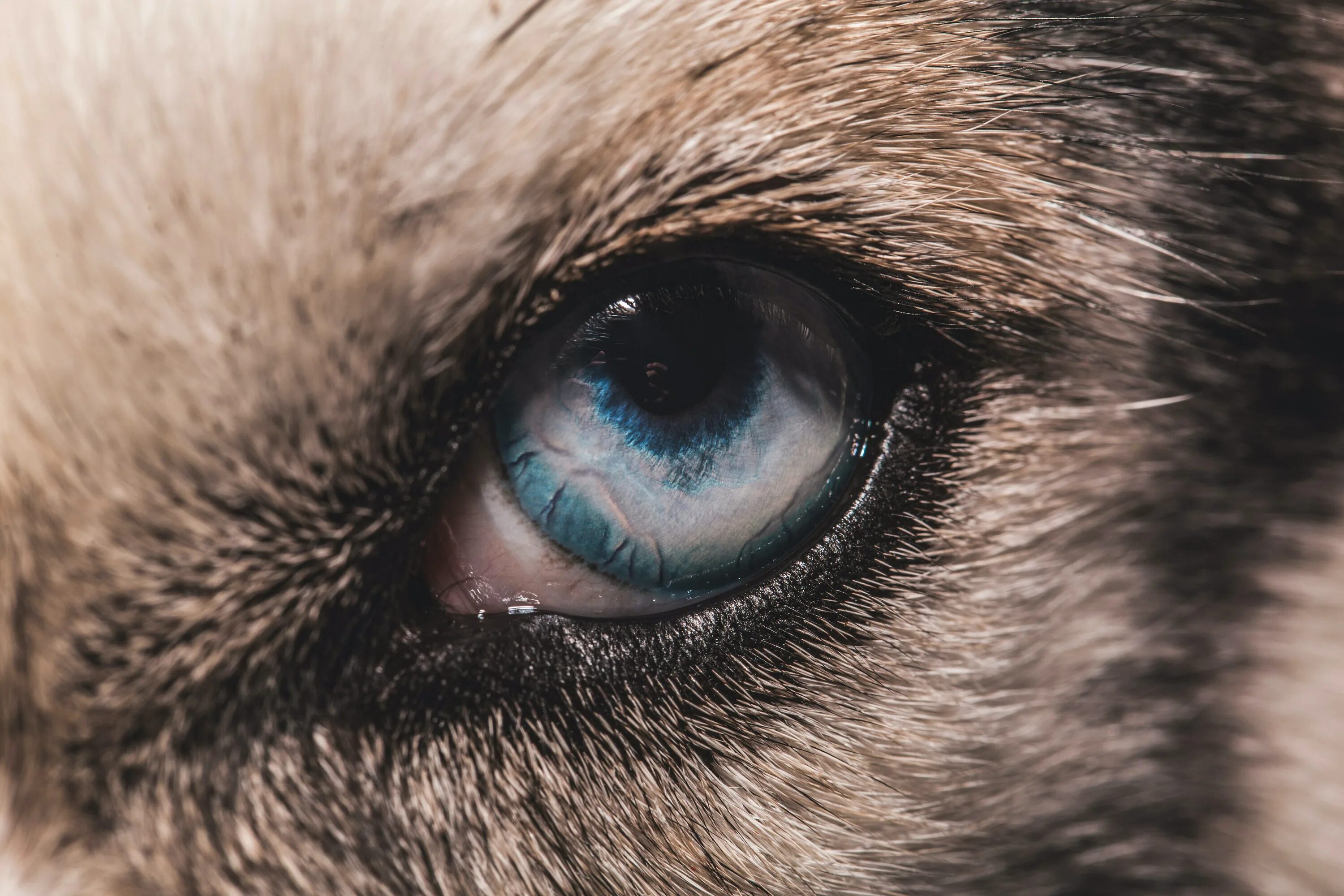 Blue dog eye. Глаза у млекопитающих. Глаза у млекопитающих. Глаза кошки. Кошачий глаз.