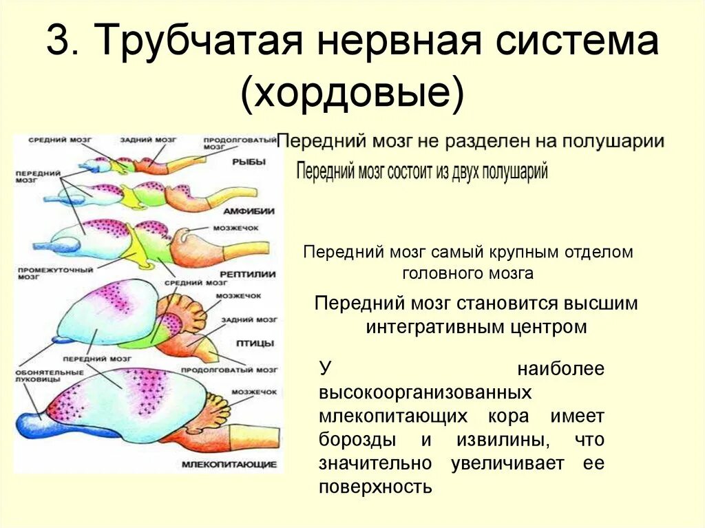 Представители трубчатой нервной системы. Развитие отделов головного мозга у хордовых. Функции отделов головного мозга позвоночных животных. Особенности нервной системы хордовых. Нервная система хордовых таблица отделы головного мозга-.