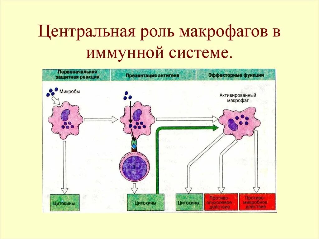 Рецепторы макрофагов иммунология. Макрофаги функции в иммунном ответе. Функции макрофагов в процессе иммунного ответа. Роль макрофагов в иммунных реакциях. Роль макрофагов