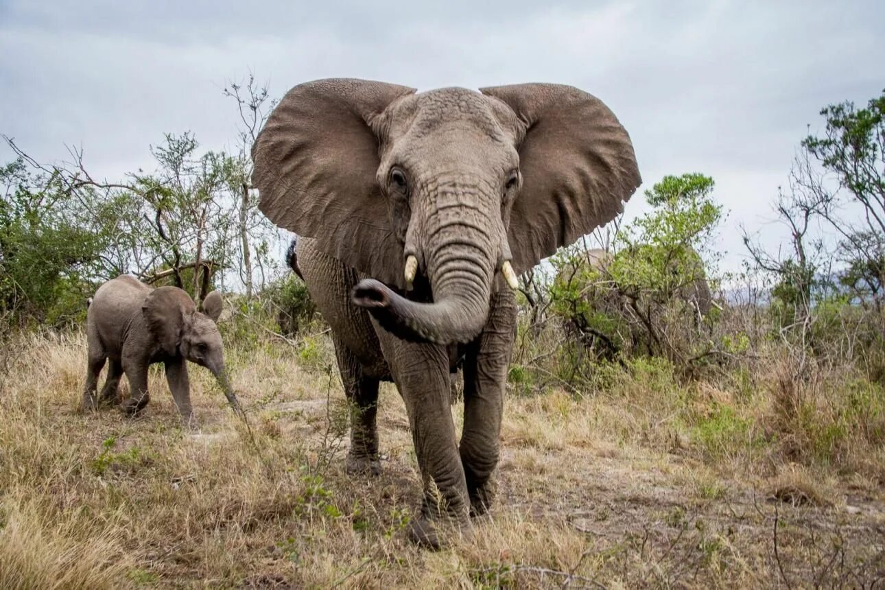 Elephants world. Всемирный день слонов (World Elephant Day). Всемирный день слона 12 августа. Слоны защищаются. Труд слонов.