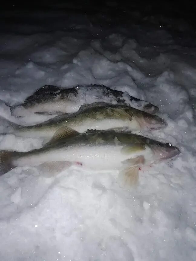 Ловля ночного судака зимой. Ловля судака зимой ночью со льда. Ночная ловля судака зимой со льда. Ночная зимняя рыбалка на судака. Судак зимой ночью со льда.