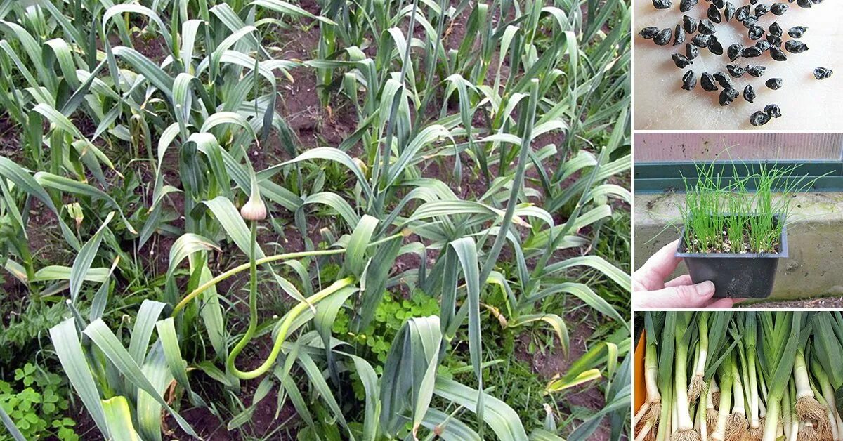 Лук порей посадка. Лук порей бандит. Лук порей выращивание в подмосковье из семян. Лук порей выращивание в подмосковье из семян. Лук батун семена.