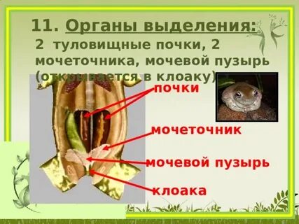 Почки пресмыкающихся