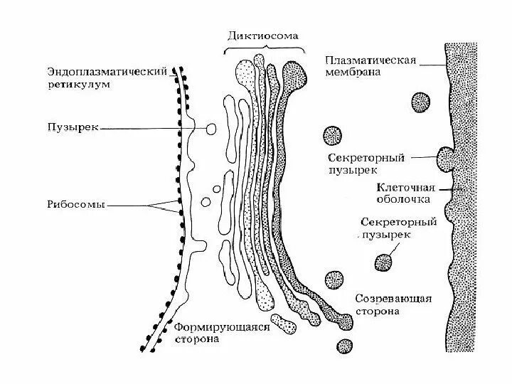 Функции секреторных пузырьков. Сектеорные пузырики. Функции эпс и аппарата гольджи. Строение эпс и комплекса гольджи. Вакуолярная система клетки строение.
